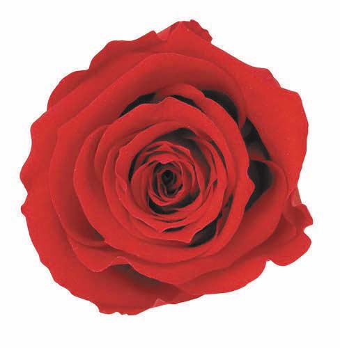 Stem Rose Luxury - Grace Rose
