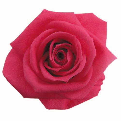 Stem Rose Gift Collection - Garden