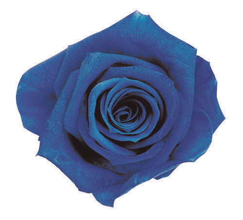 Stem Rose Gift Collection - Garden