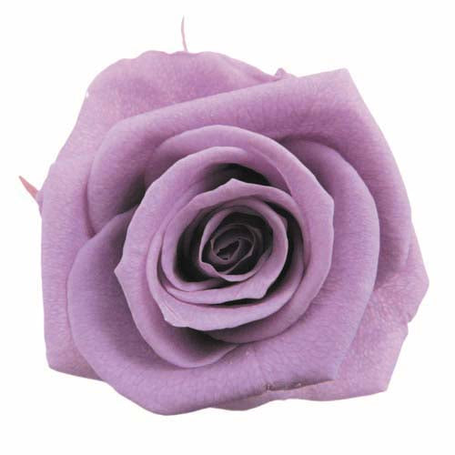 Stem Rose Gift Collection - Garden