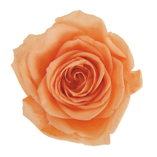 Stem Rose Gift Collection - Garden