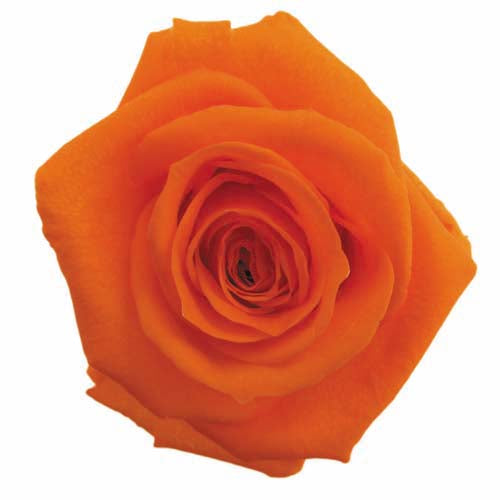 Stem Rose - Standard