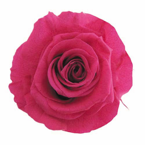 Stem Rose Gift Collection - Garden