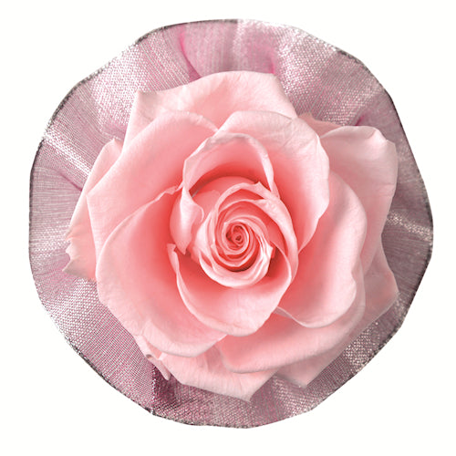 Corsage - Rossage Light Pink